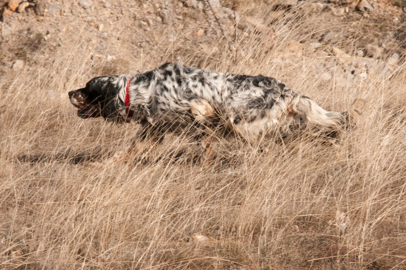 Primeros pasos para comenzar la relación del perro de muestra con la caza