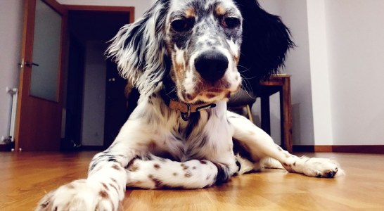 El adiestramiento avanzado del perro para continuar con el proceso formativo