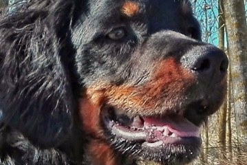 Últimos preparativos para completar la formación del perro de caza