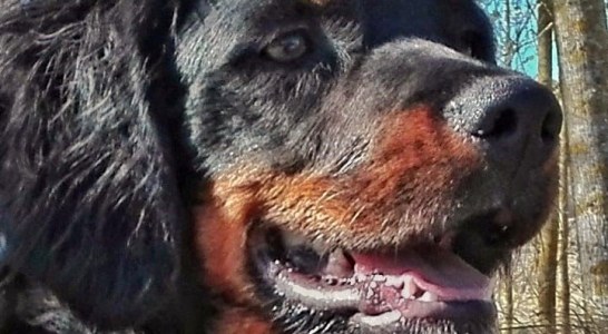 Últimos preparativos para completar la formación del perro de caza