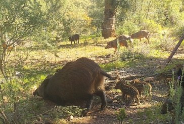 Elaboran planes para prevenir la Peste Porcina Africana «PPA» en España