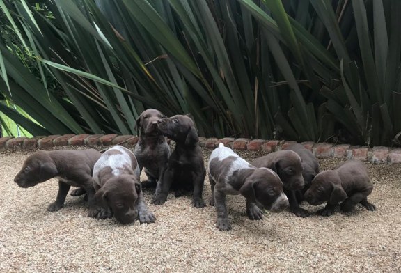 La Ley de protección animales del País Vasco incorpora las aportaciones de federaciones de caza y de ADECAP