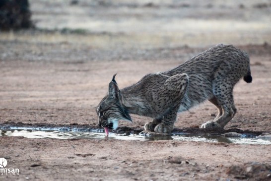 Cazadores y gestores de cotos se implican en la recuperación del lince ibérico