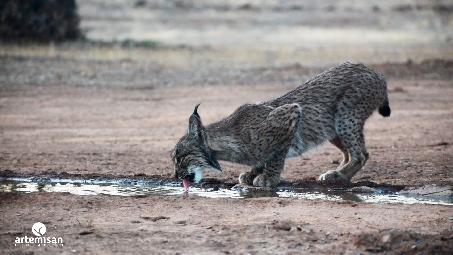 Cazadores y gestores de cotos se implican en la recuperación del lince ibérico