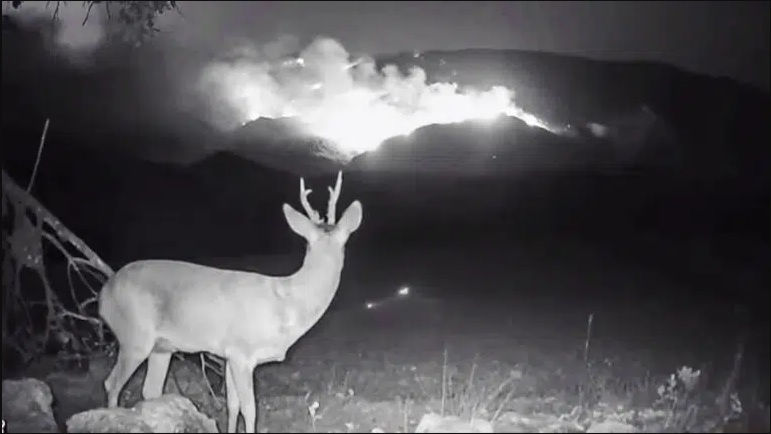 Vídeo. Errores ‘ecologistas’ que favorecen los incendios: «Ni hacen, ni dejan hacer»