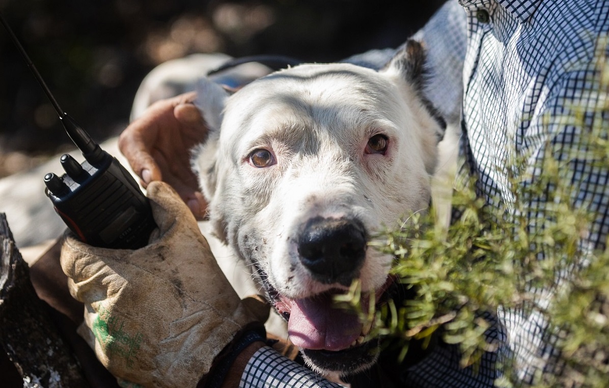 REHALAS: ¿NOS AFECTA EL NUEVO ANTEPROYECTO DE LEY NACIONAL DE BIENESTAR ANIMAL?