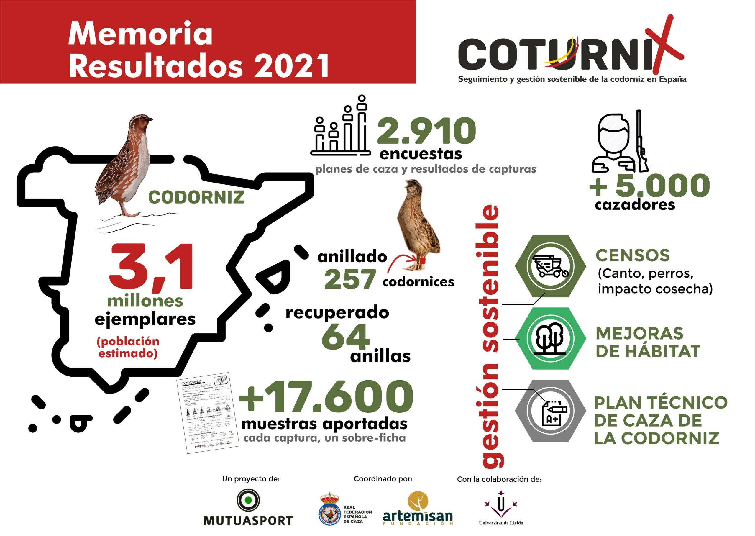 La codorniz en España mantiene un estado de conservación favorable con 3,1 millones de ejemplares