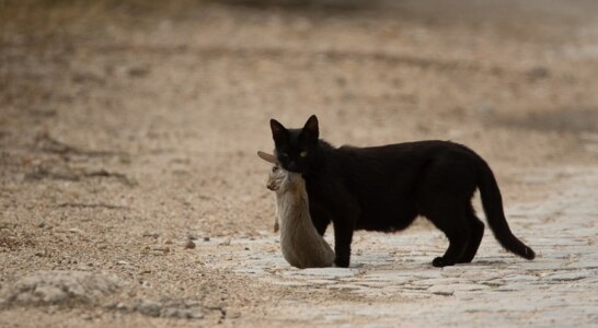 Los gatos domésticos en la Red Natura suponen un alarmante problema para la fauna silvestre