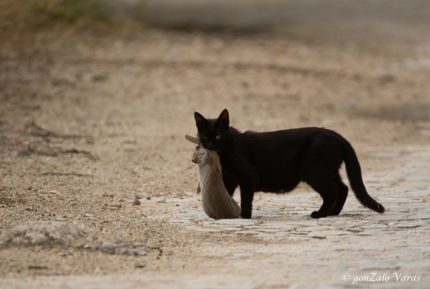 Los gatos domésticos en la Red Natura suponen un alarmante problema para la fauna silvestre