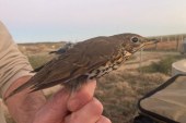 Tercer año del Proyecto Zorzales, clave para el futuro de la especie