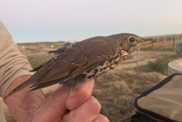 Tercer año del Proyecto Zorzales, clave para el futuro de la especie