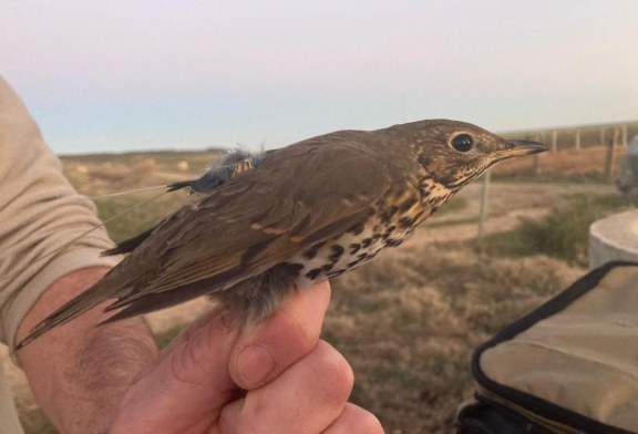 Tercer año del Proyecto Zorzales, clave para el futuro de la especie