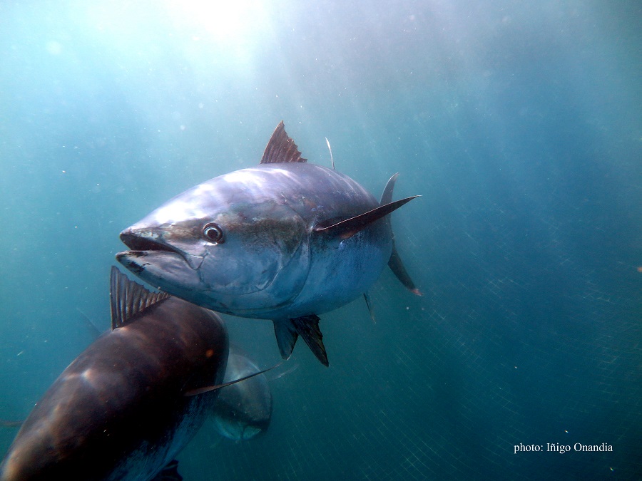 Setenta años de atunes, marlines y tiburones como centinelas de la salud oceánica mundial