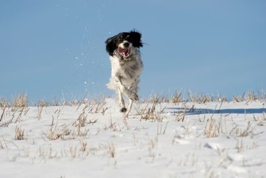 Nuestro perro de caza y el frío