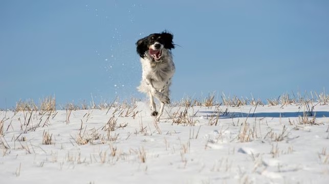 Nuestro perro de caza y el frío