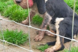 Atencion cazadores! Otro posible caso mortal en perro de Aujezsky en Zalla (Bizkaia)