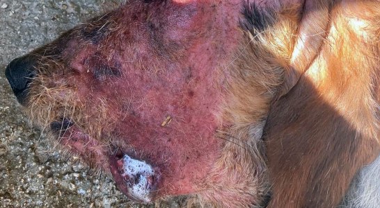 Detectado posible caso de Aujezsky en un perro de caza en Navarra