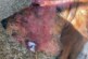 Detectado posible caso de Aujezsky en un perro de caza en Navarra