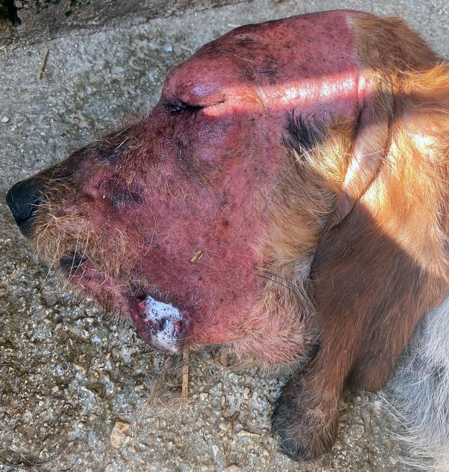 Detectado posible caso de Aujezsky en un perro de caza en Navarra