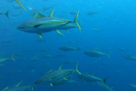 La productividad y el tamaño de las especies de atún disminuirán debido al cambio climático