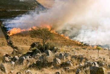 Fundación Artemisan pide el desarrollo de un nuevo Plan Forestal Nacional para prevenir incendios
