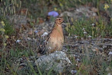 Coturnix llama a la participación de cazadores de toda España para garantizar el futuro de la codorniz