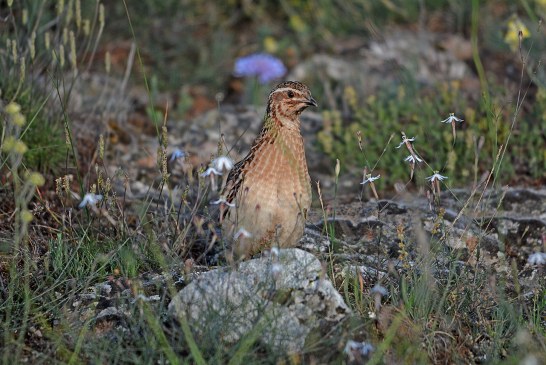 Coturnix llama a la participación de cazadores de toda España para garantizar el futuro de la codorniz