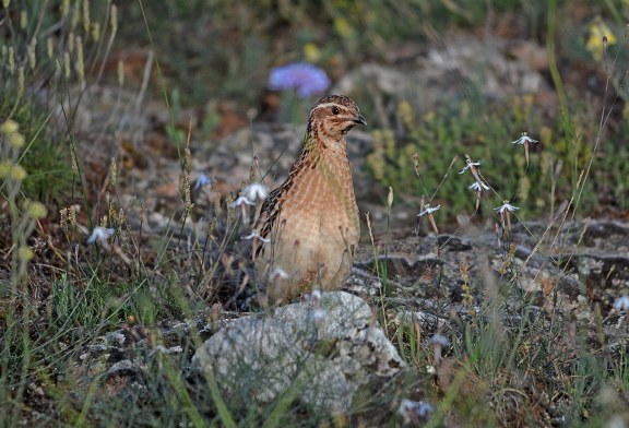 Coturnix llama a la participación de cazadores de toda España para garantizar el futuro de la codorniz