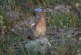 Coturnix llama a la participación de cazadores de toda España para garantizar el futuro de la codorniz