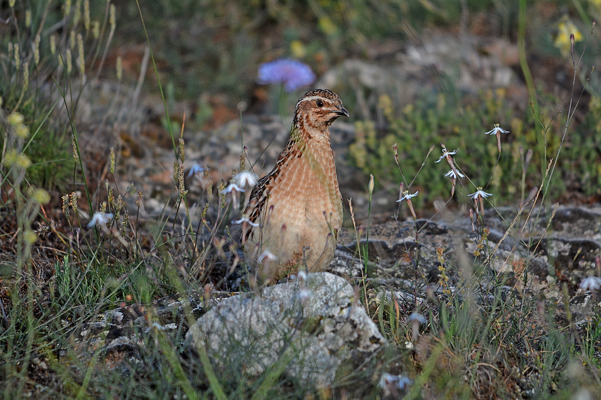 Coturnix llama a la participación de cazadores de toda España para garantizar el futuro de la codorniz