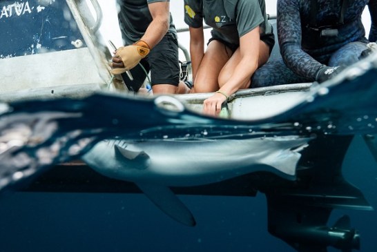 AZTI lidera un proyecto para estudiar el comportamiento de tiburones y proteger el ecosistema marino