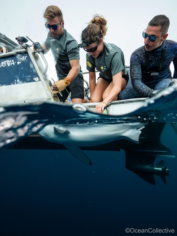 AZTI lidera un proyecto para estudiar el comportamiento de tiburones y proteger el ecosistema marino