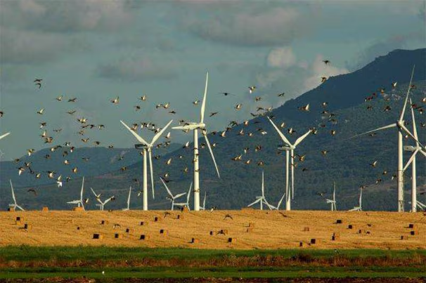 Nueve mil aves muertas en parques eólicos