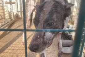 Alertan sobre el incremento de casos de enfermedad de Aujeszky en perros del Pais Vasco