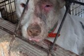 La Federación Navarra de Caza reclama la intervención de la Administración ante el incremento de casos de Aujeszky en perros