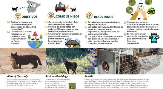 España suma evidencias de la amenaza de los gatos domésticos en el medio natural con un estudio en zonas Red Natura 2000