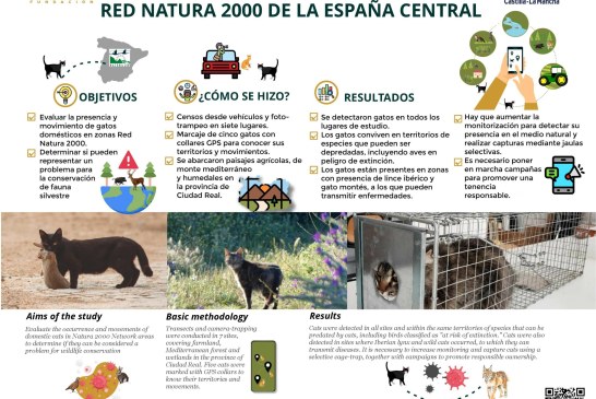 España suma evidencias de la amenaza de los gatos domésticos en el medio natural con un estudio en zonas Red Natura 2000