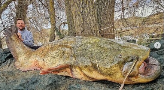 El siluro gigante de más de 2 metros que han pescado en el Ebro