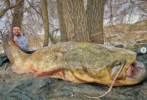 El siluro gigante de más de 2 metros que han pescado en el Ebro