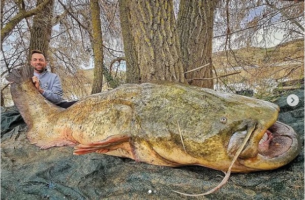 El siluro gigante de más de 2 metros que han pescado en el Ebro